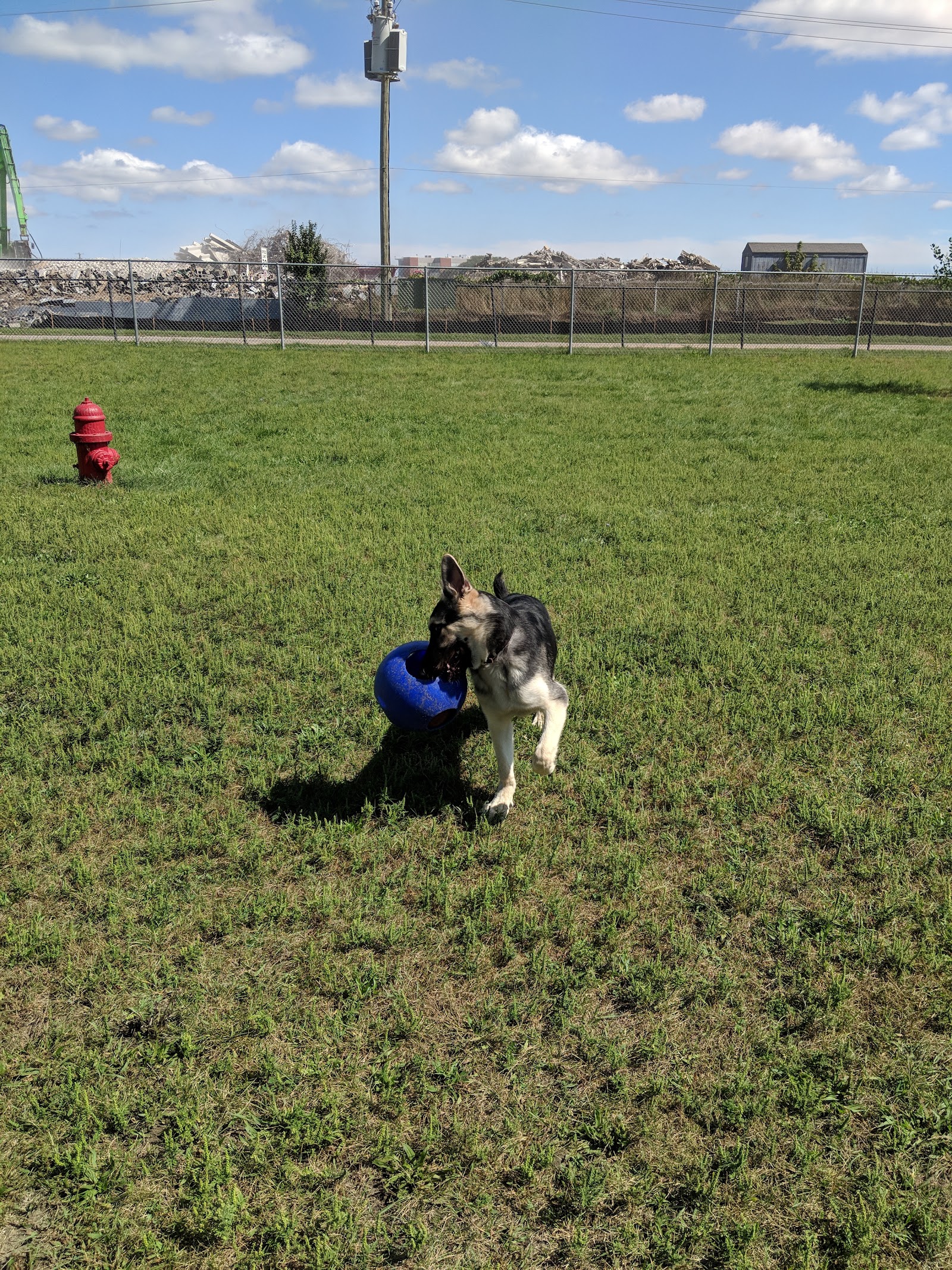 Dog Park — photo