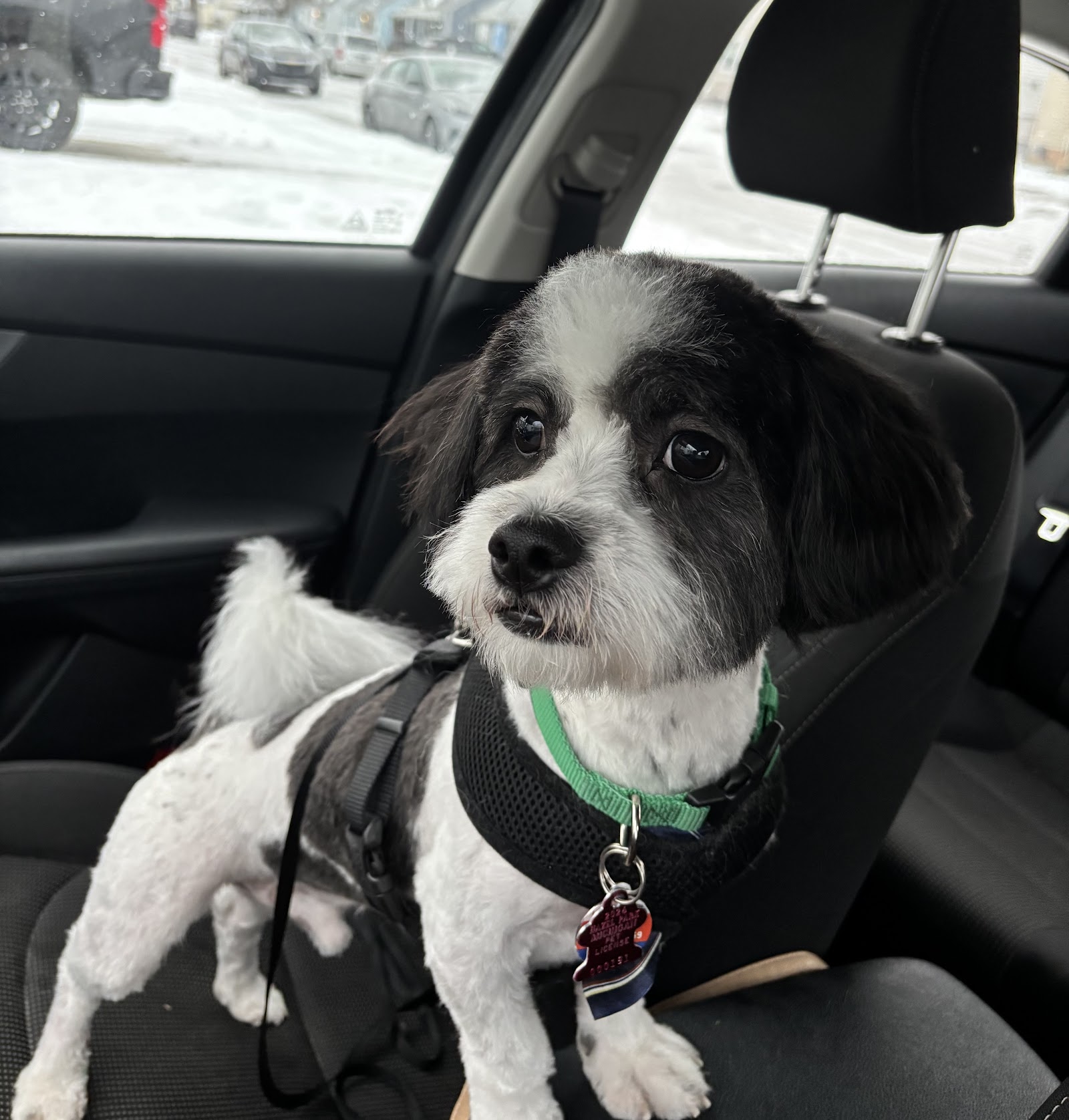 Flawless Fur by Pet Spa — photo
