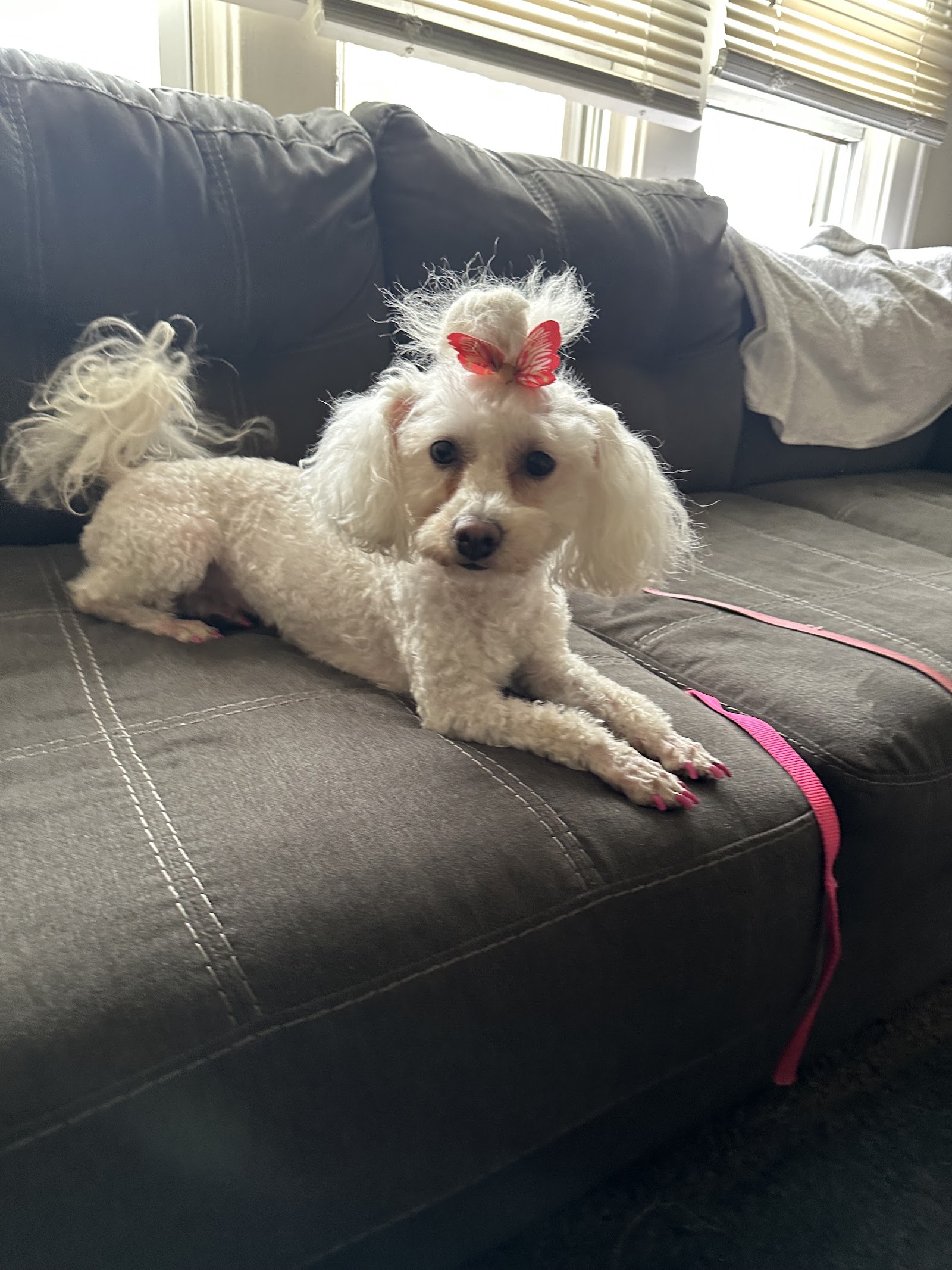 Furry Blessings Dog Grooming in Hazel Park